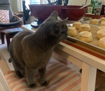 korat cat sniffing proofing rolls
