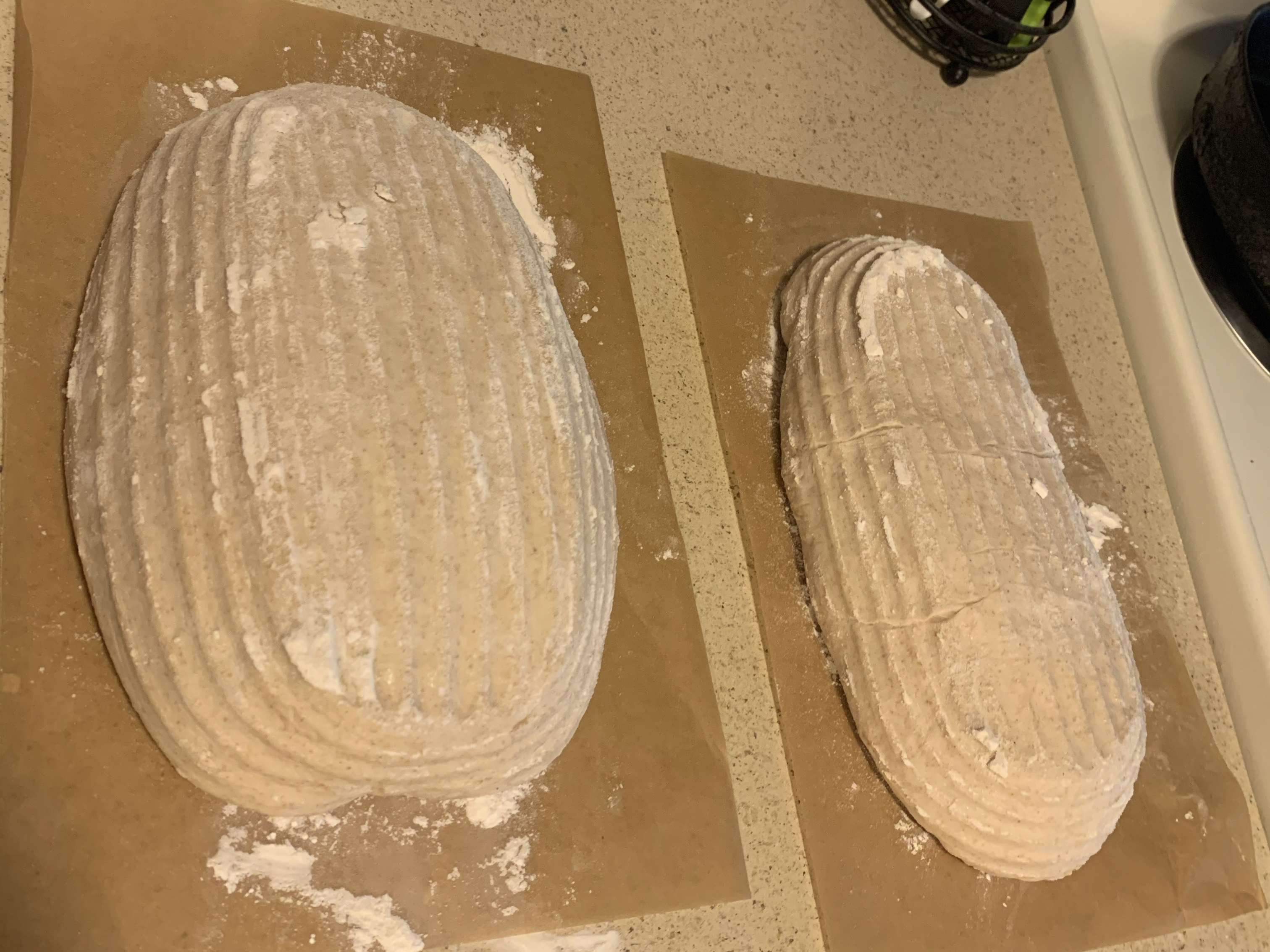 Fully proofed loaves ready to be scored and baked.