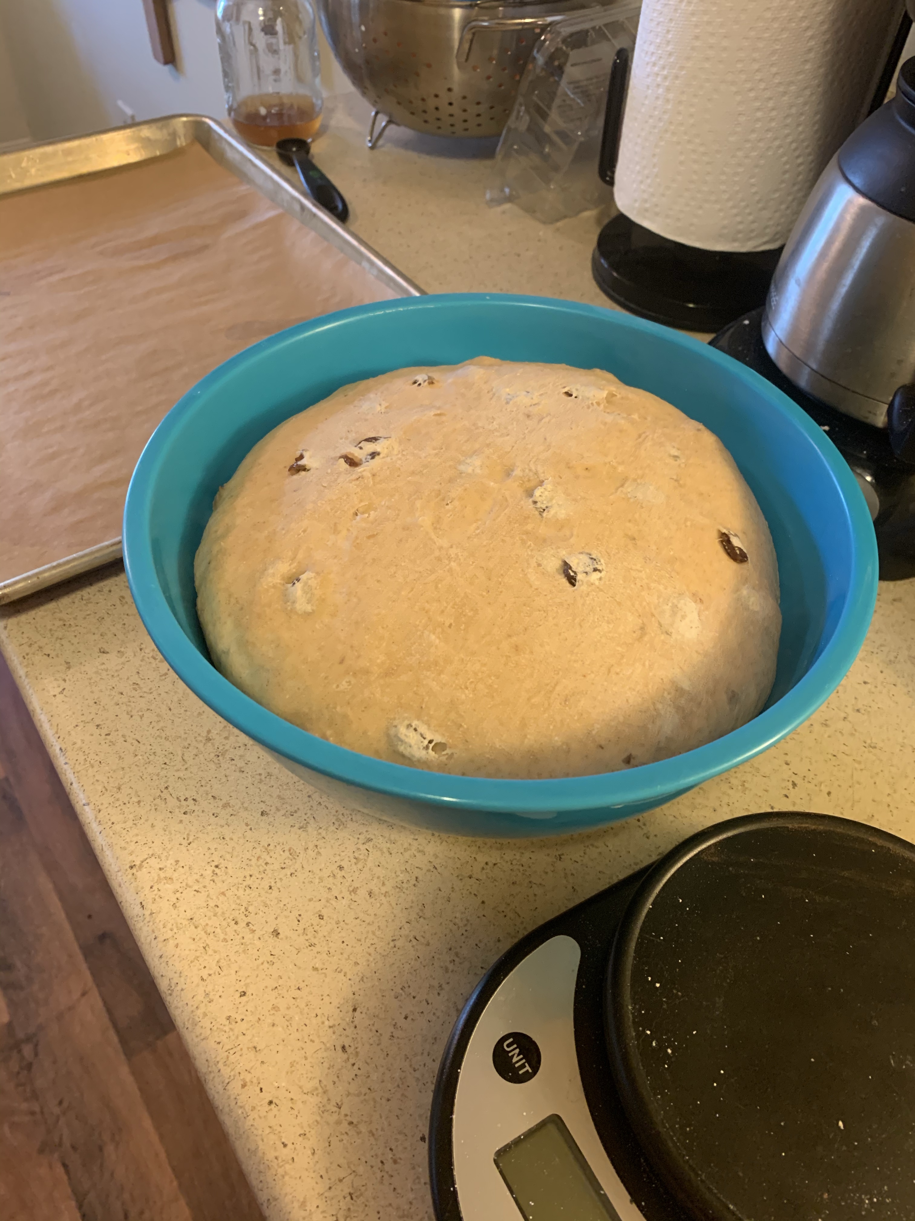Bowl of bulked dough in a blue bowl next to a baking sheet and kitchen scale.