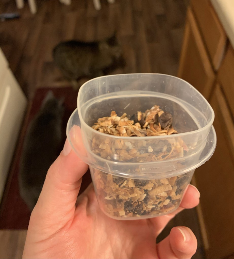 Hand holding small plastic container full of toasted coconut and chocolate chips. In the background are two hungry cats.