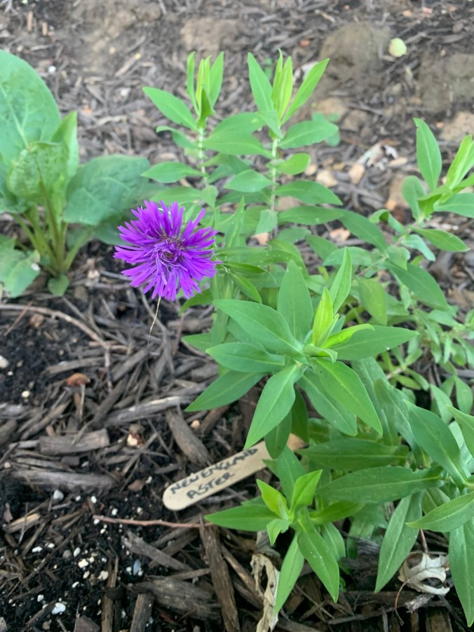 young purple flower next to broken popsicle stick reading New England Aster