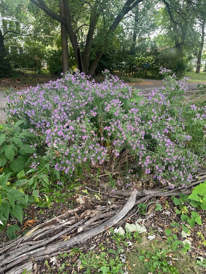 large bushy purple flowers in curb garden