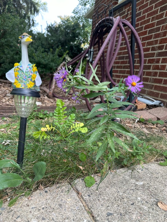 small purple flowers next to solar light, sidewalk, garden hose, and decorative goose