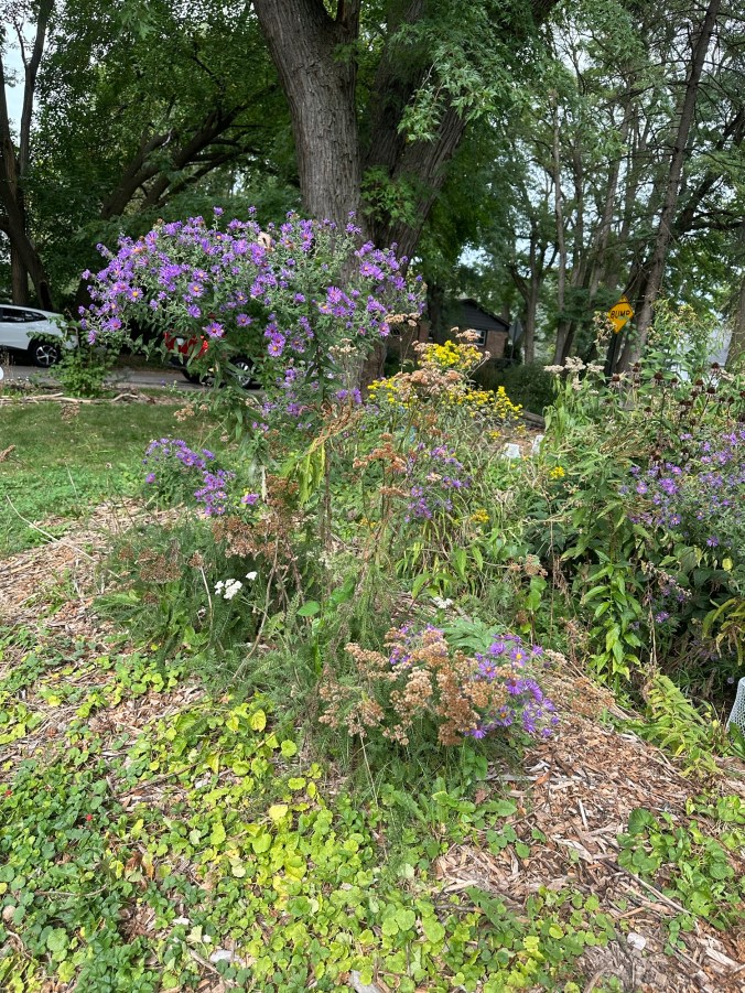 bushy purple flowers in yard
