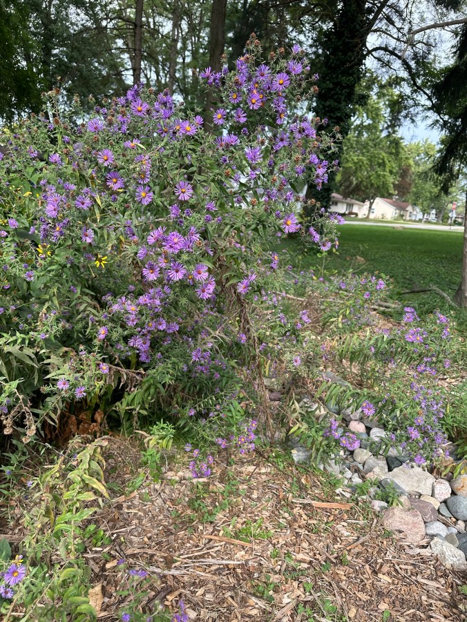 large bushy purple flowers next to rocky dry creekbed