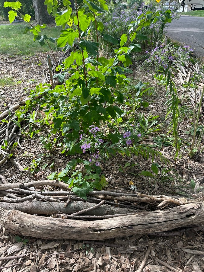 small purple flowers in curb garden
