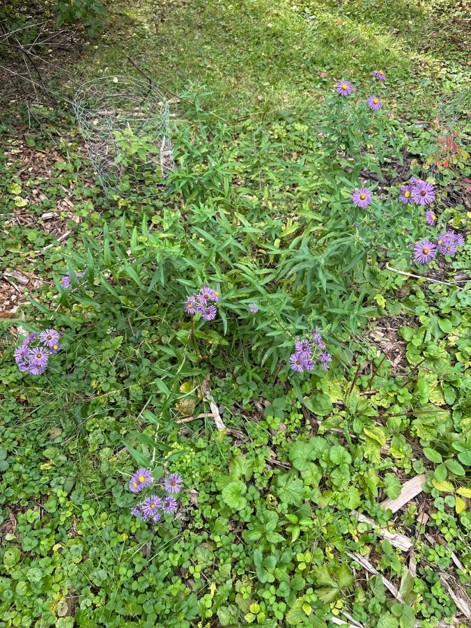 sprawling purple flowers among weedy lawn